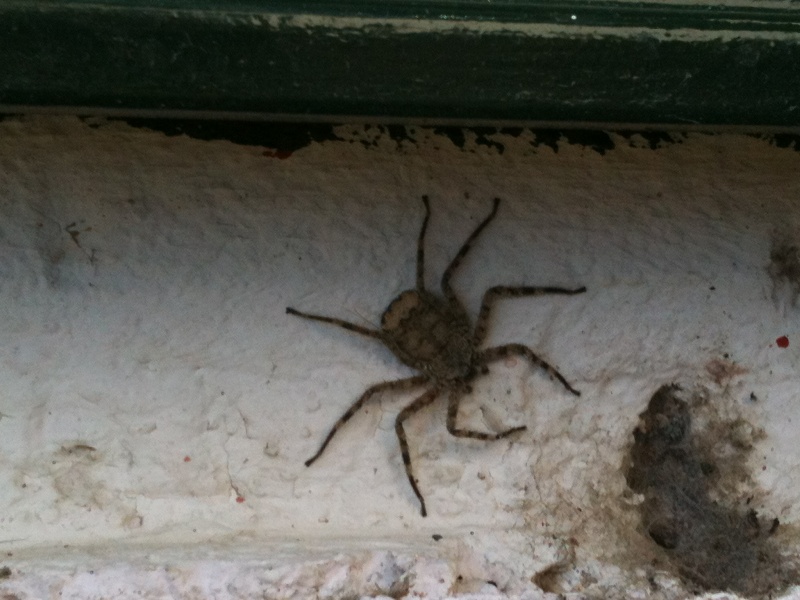 E'' un Philodromus? No. Selenops radiatus - Donnalucata (RG)